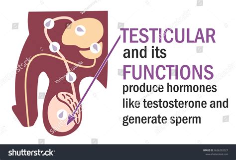 soft testicles vs other